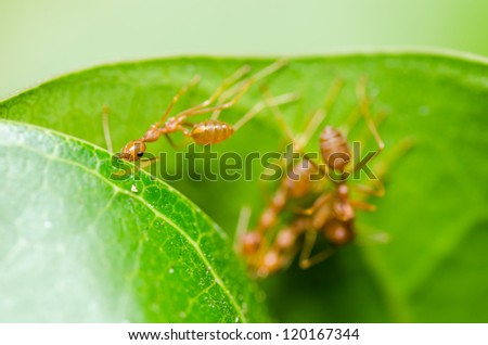 red ant teamwork in the nature