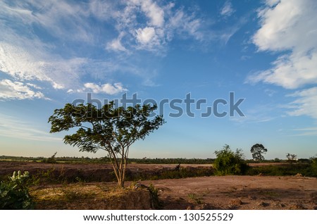Land tree and sky in the countryside view nature