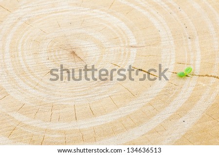 Tree stump and little plant in the nature concept