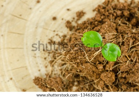 Young plant on the soil in the nature concept
