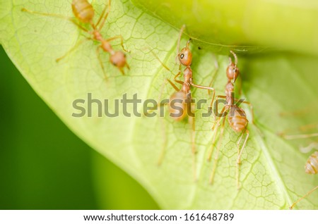 red ants teamwork on  leaf in the team concept