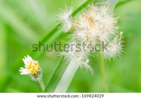 Grass bloom plant in the green nature or in the garden