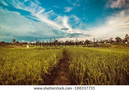 Rice field in Thailand in the agriculture industry  concept