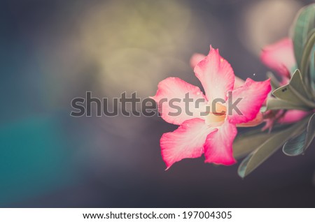 Desert Rose or Impala Lily or Mock Azalea flower in the garden vintage