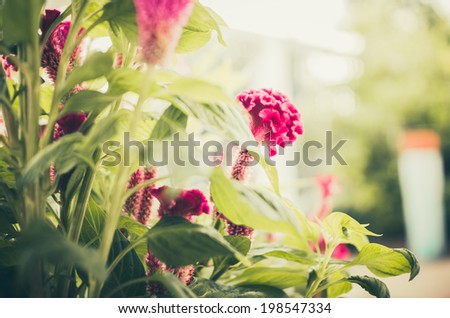 Celosia or Wool flowers or Cockscomb flower in the garden or nature park vintage