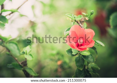 Shoe Flower or Hibiscus or Chinese rose or Hibiscus rosa sinensis flower in the nature or in the garden vintage
