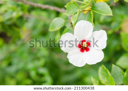 Shoe Flower or Hibiscus or Chinese rose or Hibiscus rosa sinensis flower in the nature or in the garden