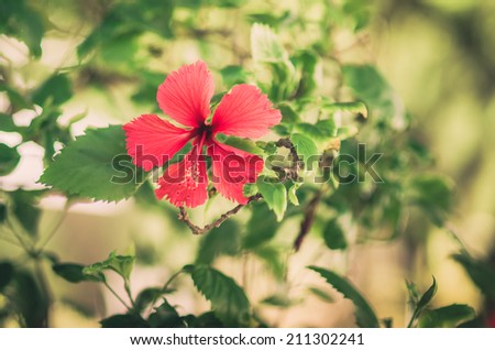 Hibiscus flower or rose mallow in the garden or the nature vintage