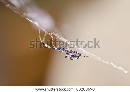 violet spider in home or garden Internet web spider space