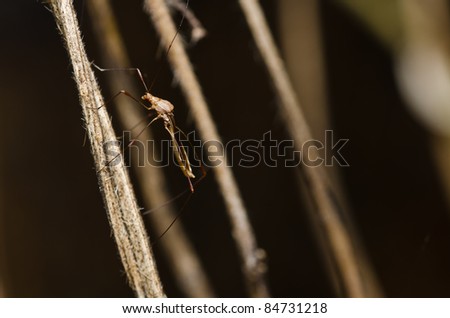 daddy long legs in green nature or in the forest