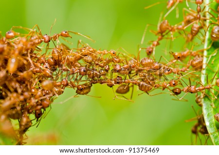 red ant teamwork in green nature or in the garden