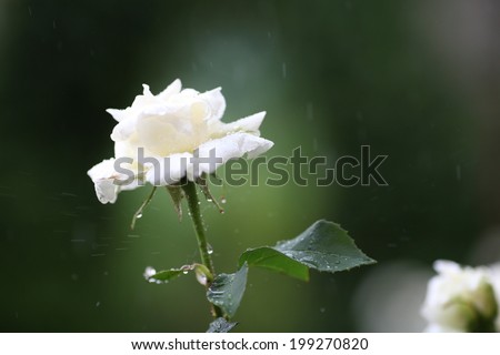 White rose in garden flower in the rain season.