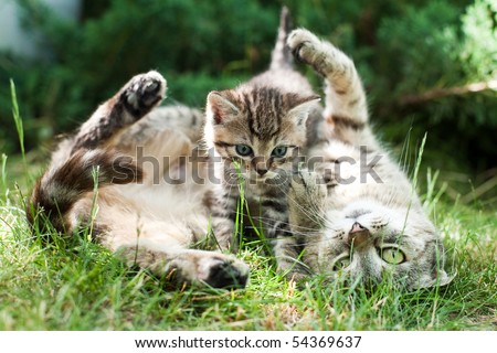 Cute cat lying on it\'s back with baby cat