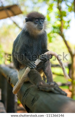 Monkey sits and holds in paws her tail. Eyes closed. Zen concept.