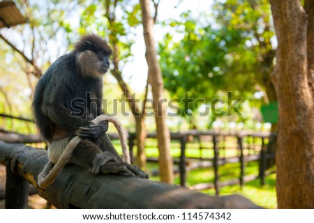 Monkey sits and holds in paws her tail