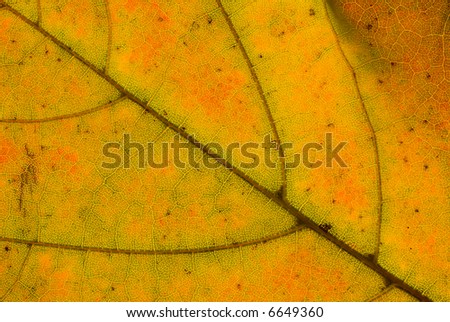Multicolor leaf veins. Macro organic texture high resolution image.