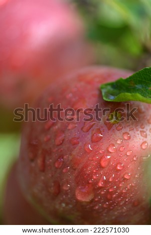 Red apples with water drops on apple tree branch
