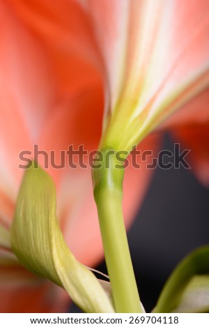 Red lily flower. Abstract background. flower close up