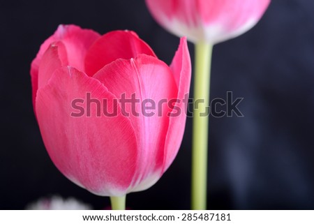 Red tulips on black, flowers