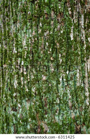 Texture of tree bark, vertical format
