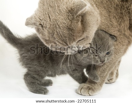 Small kitten and mother-cat. Isolated on white background