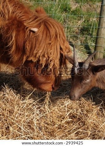Highland cow calf and goat