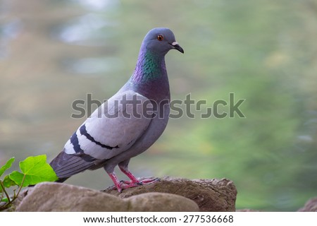 Pigeon posing on a rock