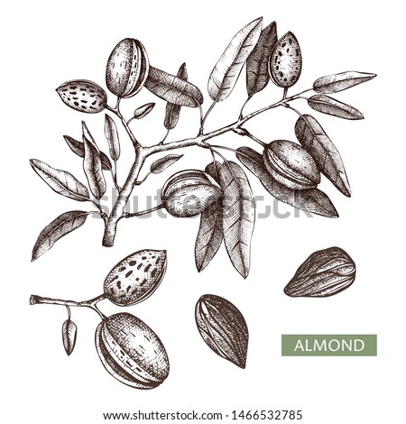 Nuts Almond In Shell Hand Pencil Drawing On A White Background Food  Dessert Cosmetics Stock Photo Picture And Royalty Free Image Image  83596080