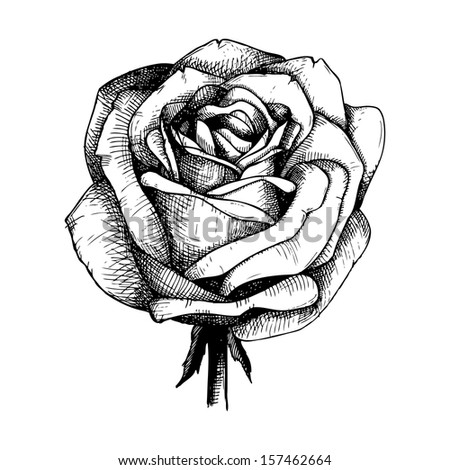 Engraved Hand Drawn Illustrations Of Rose Flower Isolated On White ...