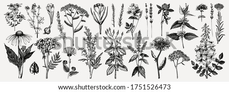 Medicinal herbs collection. Vector set of hand drawn summer florals, herbs, weeds and meadows. Vintage plants illustration. Botanical elements in engraved style. Wild flowers outlines set.
