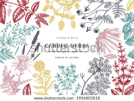 Medicinal herbs background. Hand sketched summer flowers, herbs, weeds, and meadows design. Vintage plant illustrations. Botanical elements in engraved style. Medicinal herbs vector frame