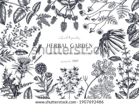 Hand drawn herbal plants banner. Decorative background with vintage medicinal plants, flowers, herbs. For perfumery, cosmetics, tea ingredients. Herbal medicine design template. Aromatic plants flyer.