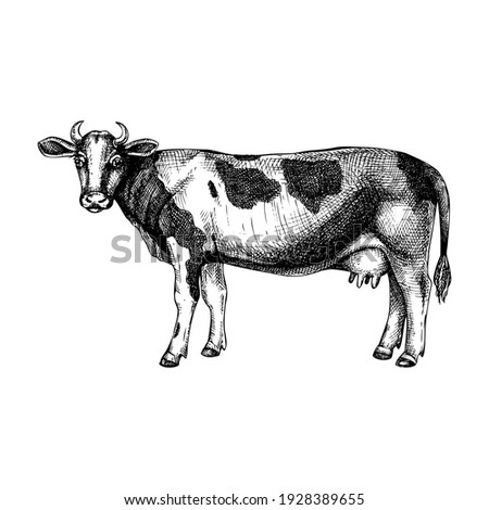 Hand-sketched cow illustration. Graphic hand-drawn sketch. Retro engraving with farm animal for menu restaurants, for packaging, markets, and shops. Vector vintage cow drawing.