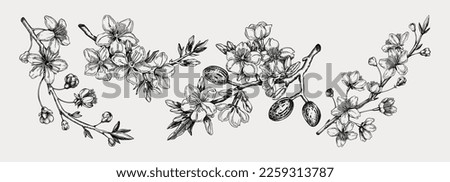 Similar – Image, Stock Photo beautiful almond tree flowers at sunset. Nobody, nature and spring concept