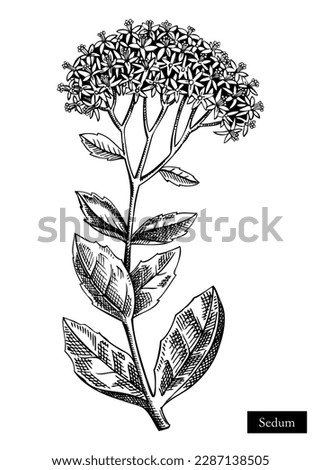 Sedum vector illustration. Hand drawn summer flower sketch. Stonecrops drawing isolated on white background. Succulents flowering plant. Floral design element in engraved style