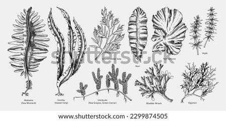 Hand drawn seaweed vector illustrations. Hand drawn sea vegetables black outlines - kelp, wakame, kombu, hijiki vector illustration. Edible algae drawings with names. Asian menu design elements