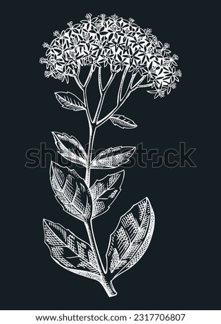 Sedum vector illustration. Hand drawn summer flower sketch. Stonecrops drawing on chalkboard. Succulents flowering plant. Floral design element in engraved style