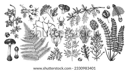 Autumn design elements in sketched style. Botanical drawings of fall leaves, ferns, berries, and mushrooms. Vintage forest, fall plants poisonous fungi, hand-drawn illustrations. Woodland sketches.