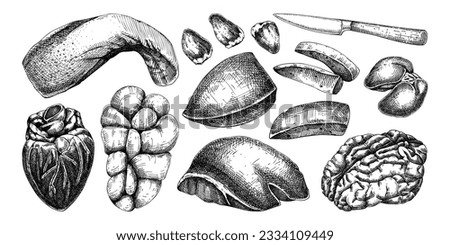 Hand drawn internal organs sketches set. Organ meat of farm animal drawings. Healthy food vector Illustrations on a white background. Liver, heart, kindle, tongue, offal - butchery design elements.