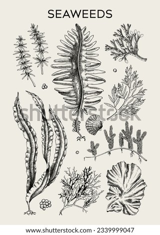 Edible seaweed poster design. Hand-drawn underwater algae - kelp, kombu, wakame, hijiki sketches. Asian cuisine, plant-based food, healthy food ingredients, seafood restaurant menu, wall art, print