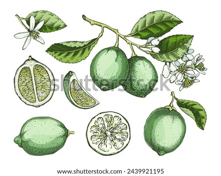 Similar – Image, Stock Photo Green lemons on tree Food