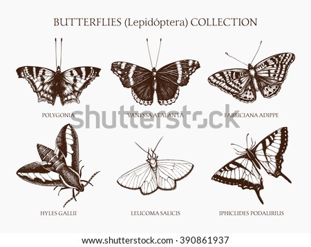Vintage collection of ink hand drawn butterflies. Realistic vector moth sketch set.  Retro Entomological illustration.