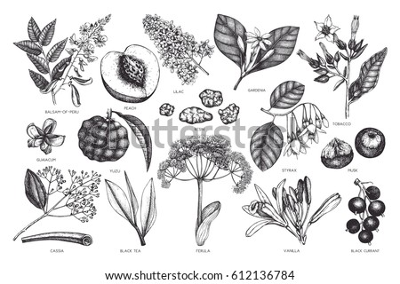 Vector floral collection. Vintage Hand drawn Perfumery and cosmetics ingredients set. Aromatic and medicinal plant.