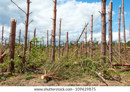 The broken trees after powerful hurricane