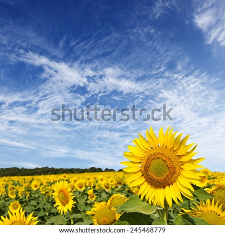 Beautiful sunflower field and blue sky