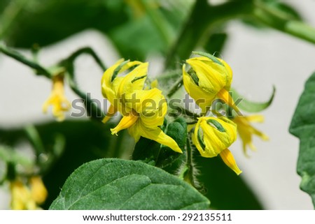 Growing tomatoes.Flowers on tomato plants