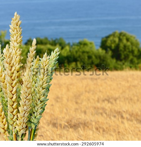 Ears of wheat against the background of a wheat field and sea