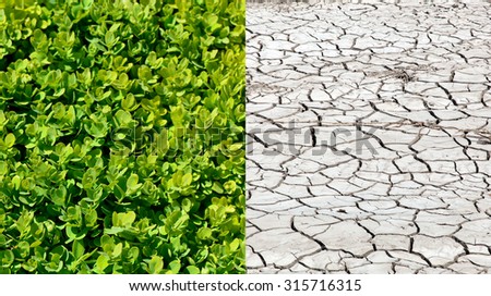 Dry land and fertile soil.Concept of climate change,seasonality,drought and crop