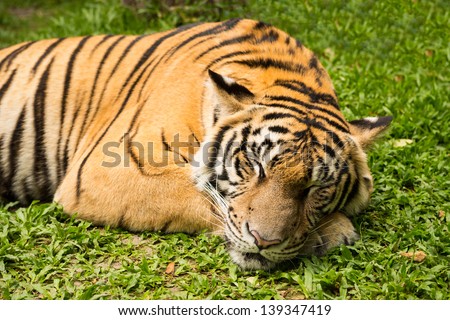 tiger sleep on grass