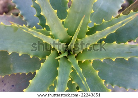An aloe vera plant from above